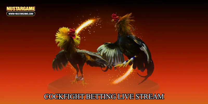 cockfight betting live stream