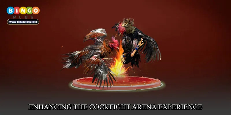 Enhancing the Cockfight Arena Experience