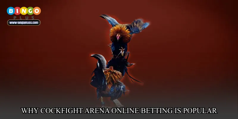 Why Cockfight arena online betting is popular